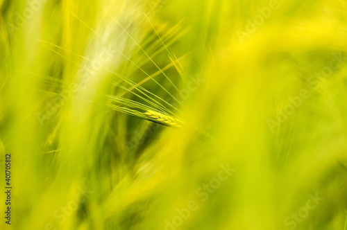 Closeup of a blurry wheat field.