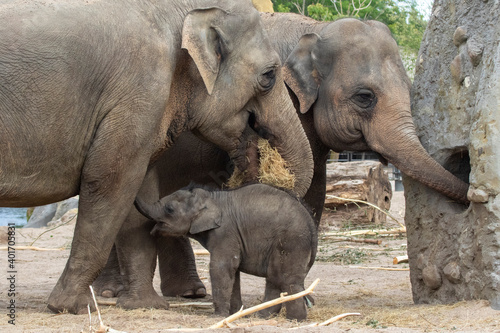 Photography Young elephant in the vicinity of his mother and other elephants