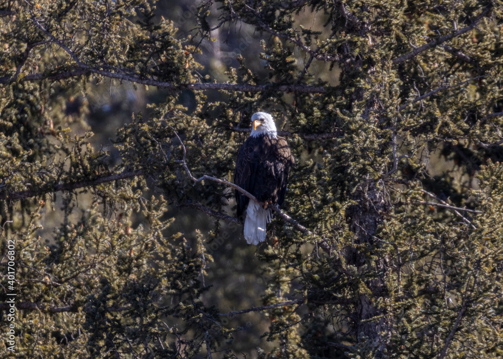 Bald Eagle in Eleven Mile Canyon Bald Eagle in Eleven Mile Canyon