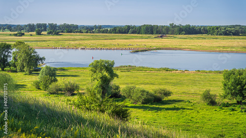 Summer rural landscape with grazing herd of cattle on agriculture fields, forest and Oder River, country border between Germany and Poland
