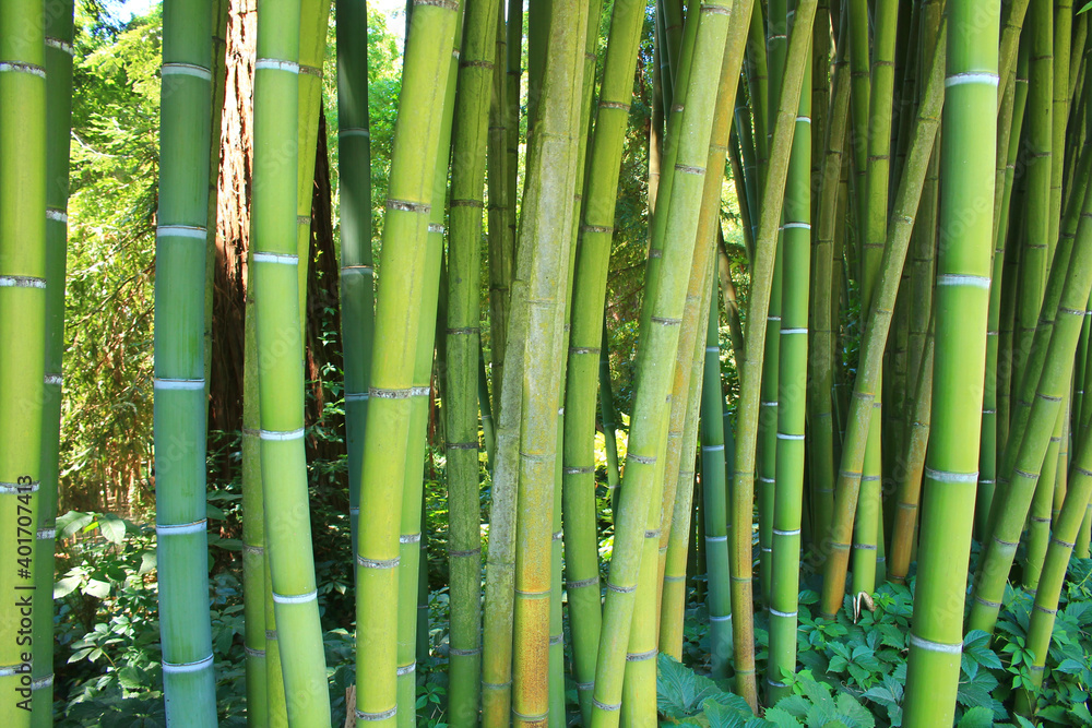Naklejka premium The famous Prafrance bamboo garden, a wonderful exotic garden at Anduze, France 