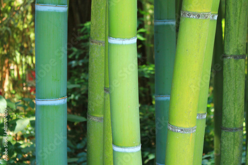 The famous Prafrance bamboo garden  a wonderful exotic garden at Anduze  France 