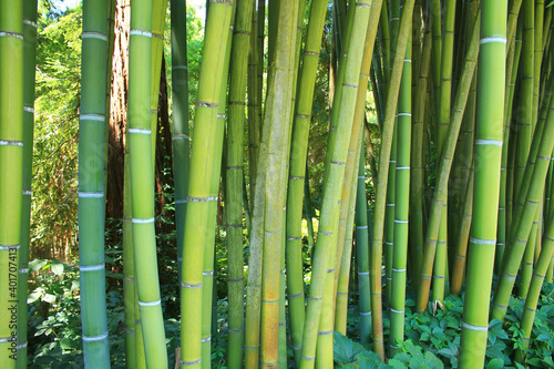 The famous Prafrance bamboo garden  a wonderful exotic garden at Anduze  France 