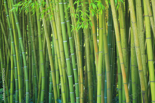 Fototapeta Naklejka Na Ścianę i Meble -  The famous Prafrance bamboo garden, a wonderful exotic garden at Anduze, France
