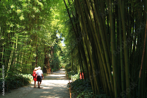 The famous Prafrance bamboo garden, a wonderful exotic garden at Anduze, France
