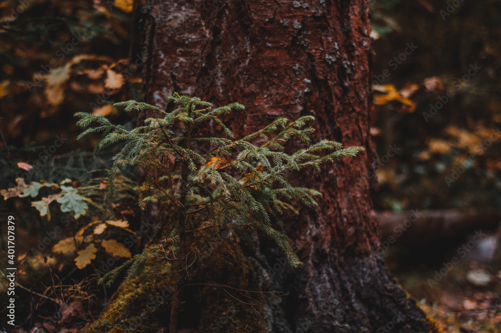 Obraz premium Природа, пейзаж, ландшафт