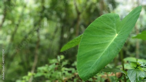 green wedge in the middle of the forest