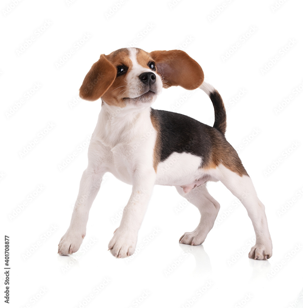 Puppy beagle jumps Puppy beagle jumps