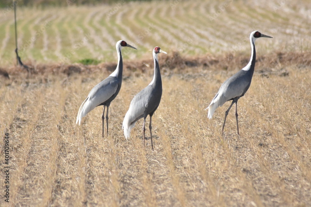 Naklejka premium 日本飛来する渡り鳥 鶴 鹿児島県出水平野