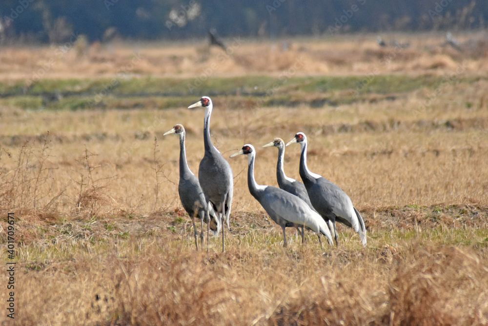 日本飛来する渡り鳥 鶴 鹿児島県出水平野 日本飛来する渡り鳥 鶴 鹿児島県出水平野