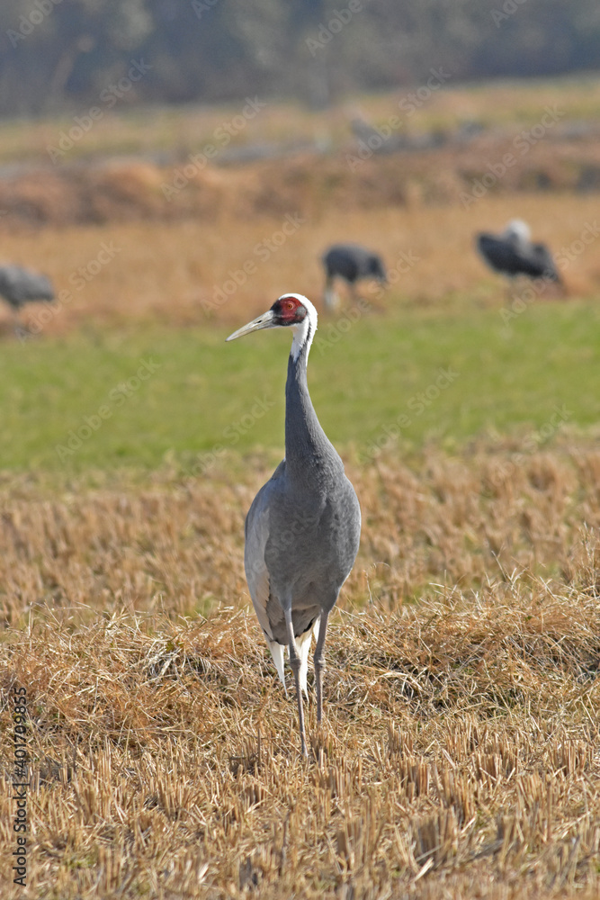 日本飛来する渡り鳥　鶴　鹿児島県出水平野