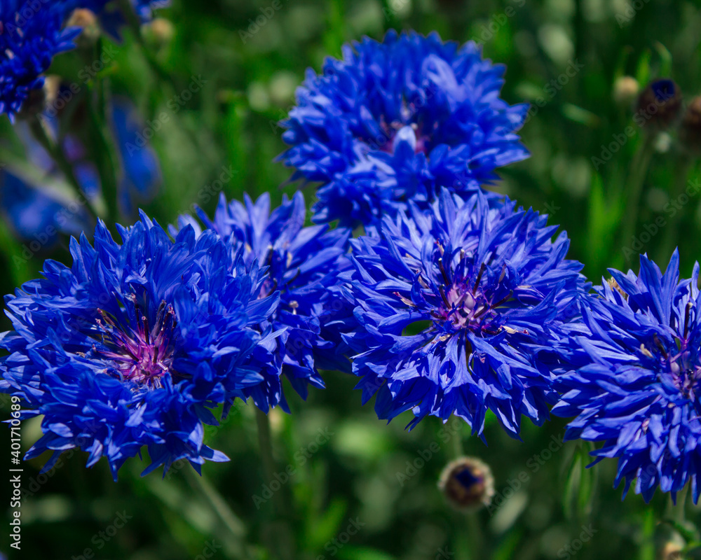 Blue flowers Blue flowers