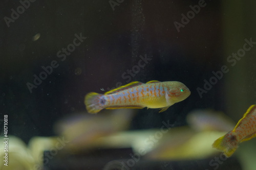 Tateurndina ocellicauda tropical fish in aquarium photo