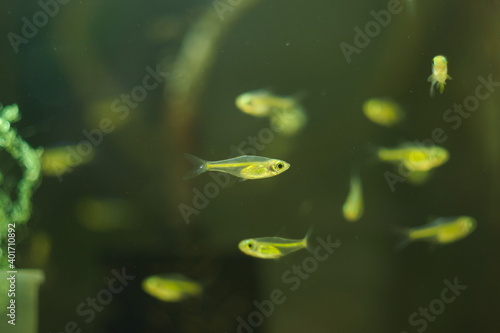 Microdevario kubotai tropical fish in aquarium photo