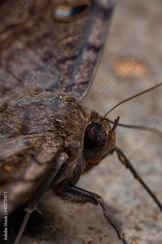 Black Witch moth photo