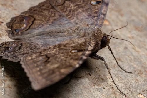 Obraz Black Witch moth