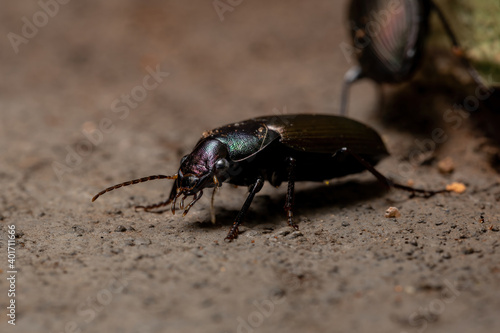 Adult Ground Beetle photo