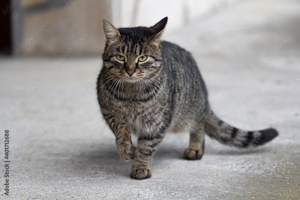 Portrait of a beautiful young domestic male cat Portrait of a beautiful young domestic male cat