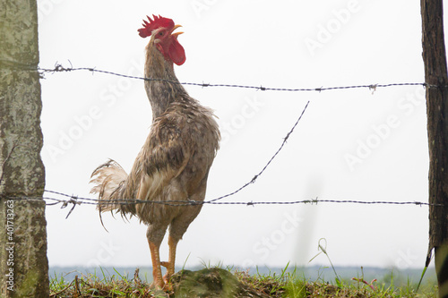 skinny rooster crowing free ranging farm Cuba