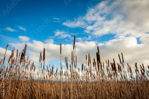 Cat Tails on the Skagit River Delta.  Cattails are important to wildlife, and many species are also cultivated ornamentally as pond plants and for dried-flower arrangements.  photo