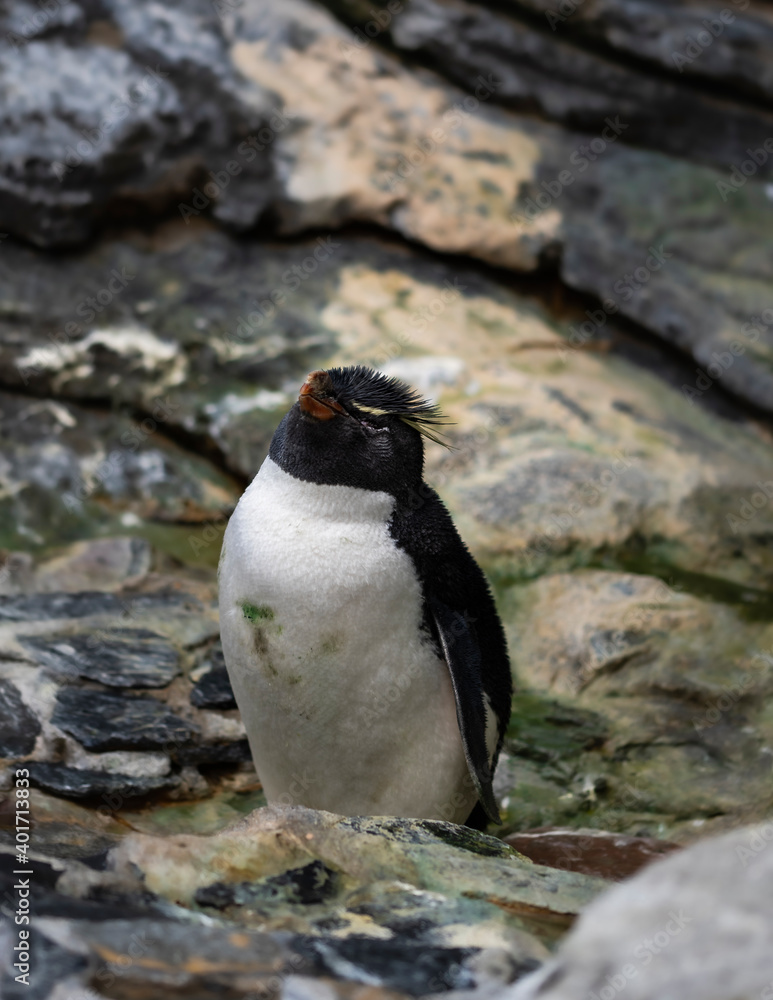 Naklejka premium wildlife