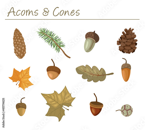 Set of Pine Cones, Acorns and Autumn leaves in autumn colors isolated vector illustration