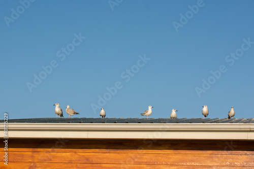 A closeup of seagulls on a roof during daylig photo