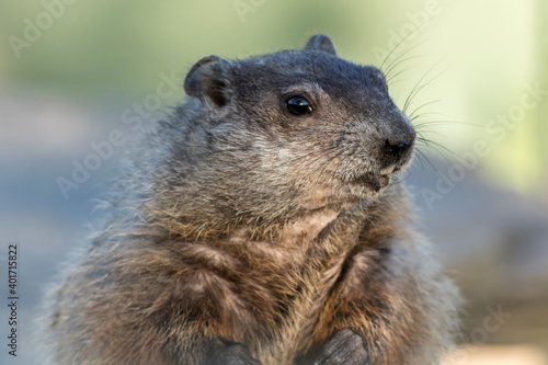 Groundhog, Marmota monax, closeup clean background