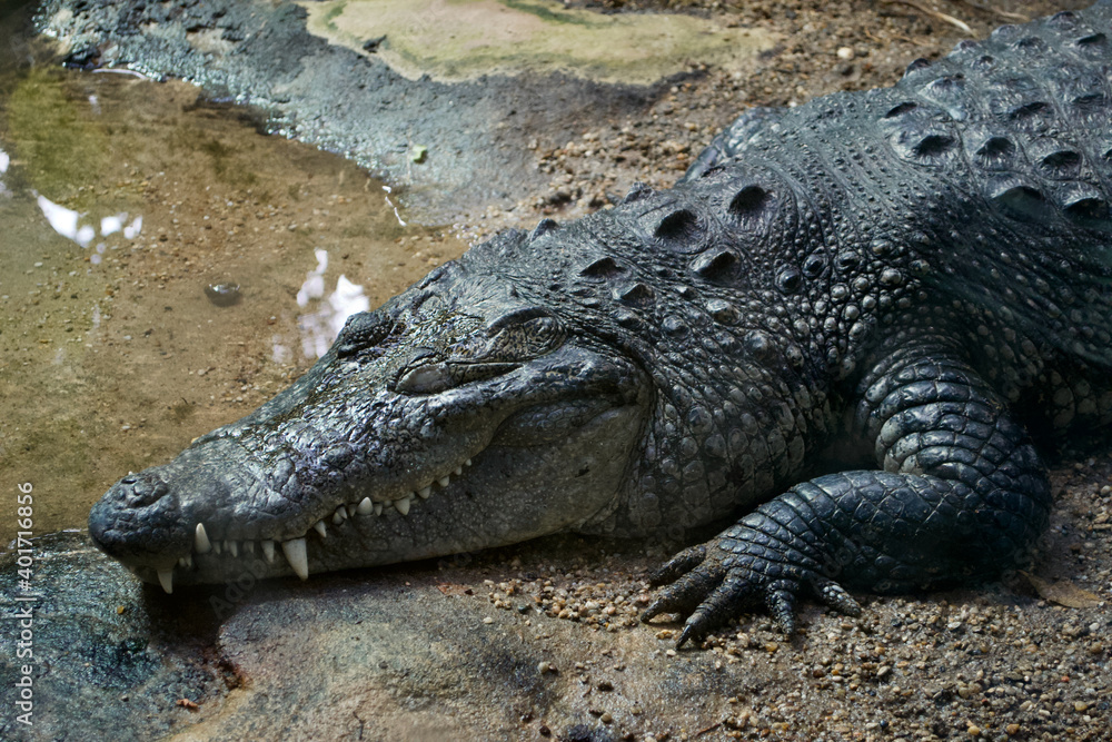 Mexican Morelet's crocodile (Crocodylus moreletii) asleep. White teeth prominent and visible in its mouth; sandy claws spread out by its head; sleeping on the bank near water Mexican Morelet's crocodile (Crocodylus moreletii) asleep. White teeth prominent and visible in its mouth; sandy claws spread out by its head; sleeping on the bank near water