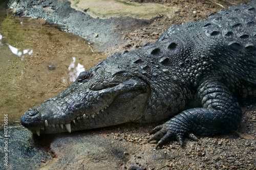 Mexican Morelet's crocodile (Crocodylus moreletii) asleep. White teeth prominent and visible in its mouth; sandy claws spread out by its head; sleeping on the bank near water