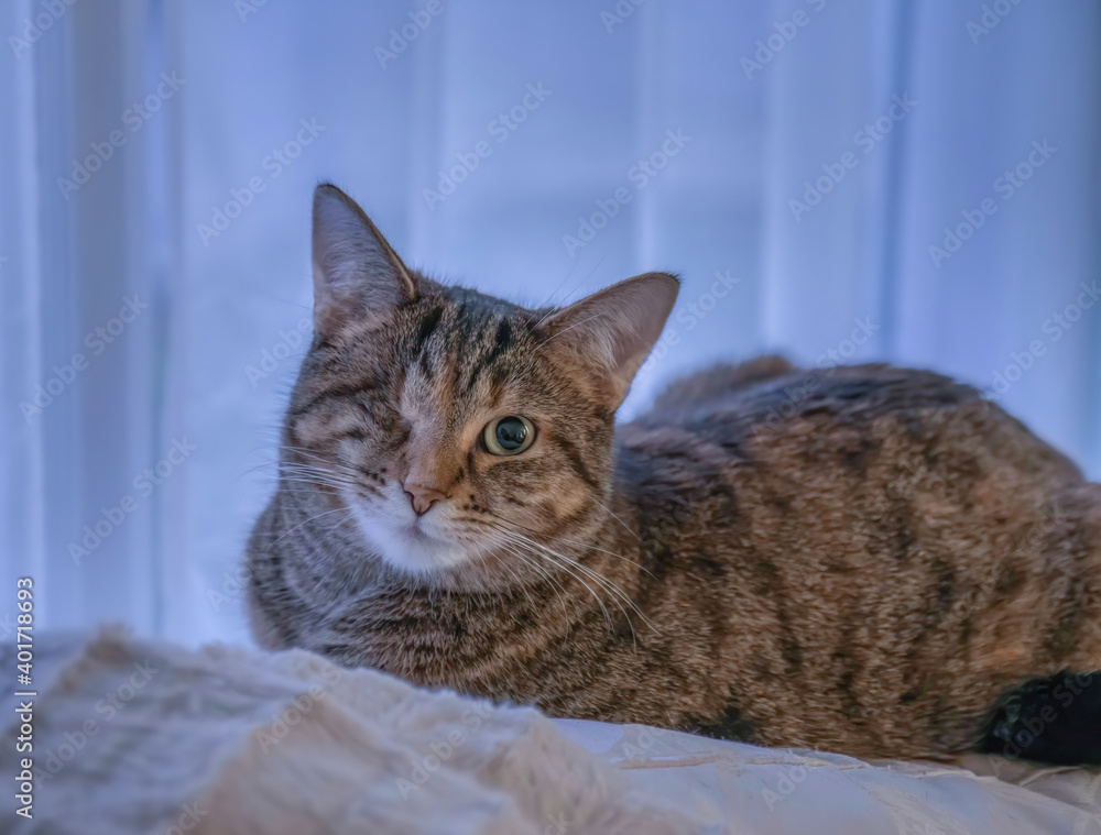One eyed tabby cat sitting on white throw rug