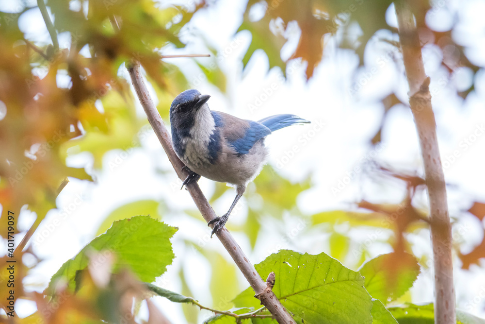 Obraz premium California Scrub Jay