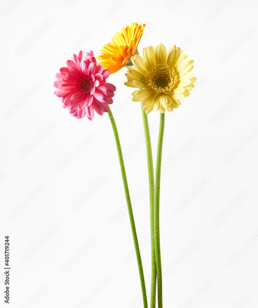 ガーベラ ピンク オレンジ 黄色 白背景 Foto De Stock Adobe Stock ガーベラ ピンク オレンジ 黄色 白背景 Foto De Stock Adobe Stock