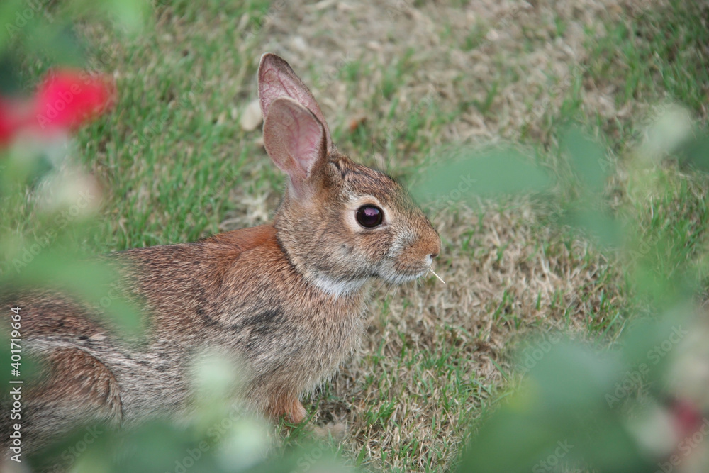 Fototapeta premium It's safer to blend in