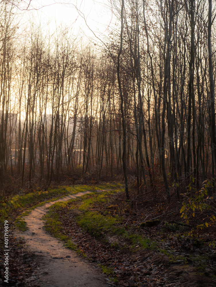 morning in the forest morning in the forest