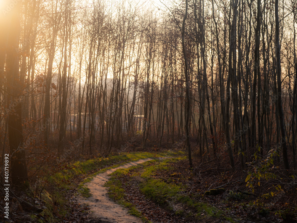 morning in the forest morning in the forest