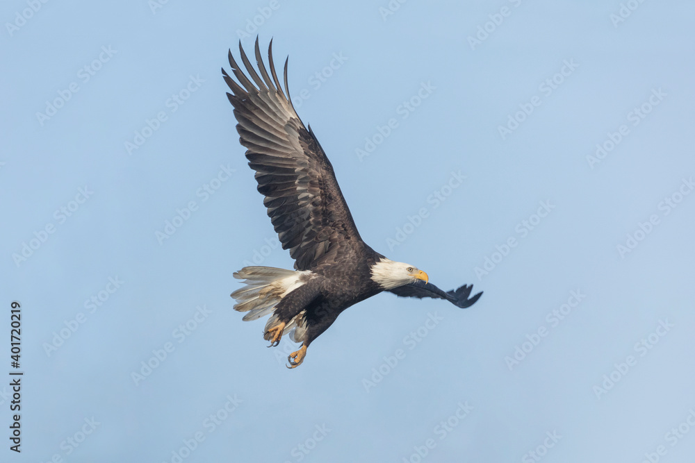 flying bald eagle flying bald eagle