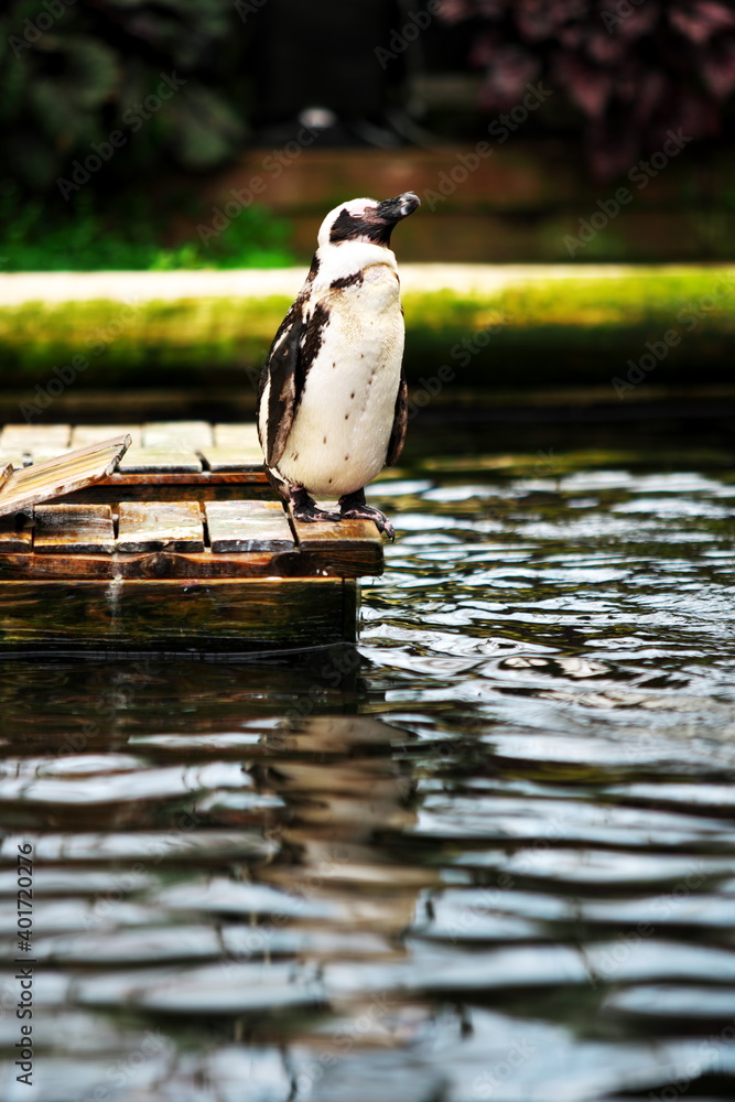 Fototapeta premium 水辺で一休みをするペンギン