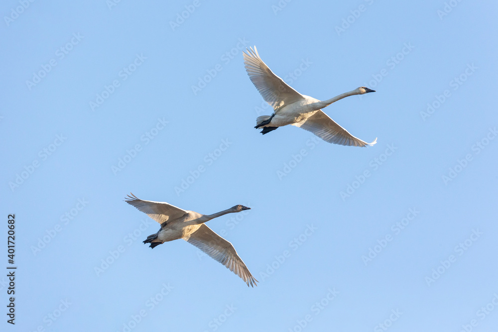 Obraz premium flying trumpeter swan