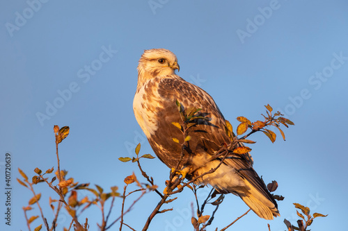 rough legged hawk photo