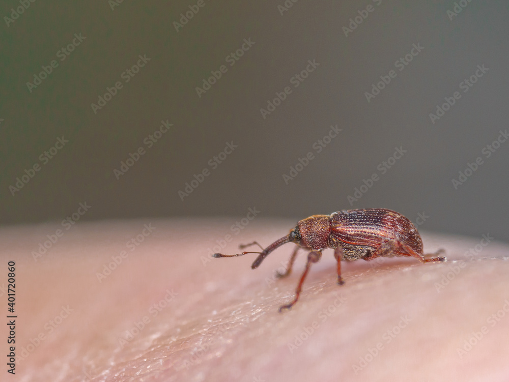 macro of weevil macro of weevil