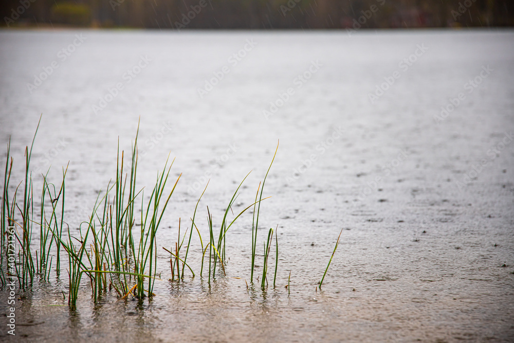 A selective focus shot of grass growing in a pond - obrazy, fototapety, plakaty 