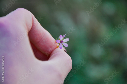 A hand holding a tiny pinweed flower in the blurred background photo