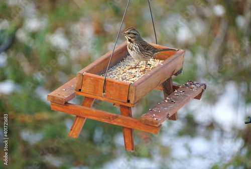 Close up of a pine siskin eating seeds on a wooden picnic table bird feeder in the winter