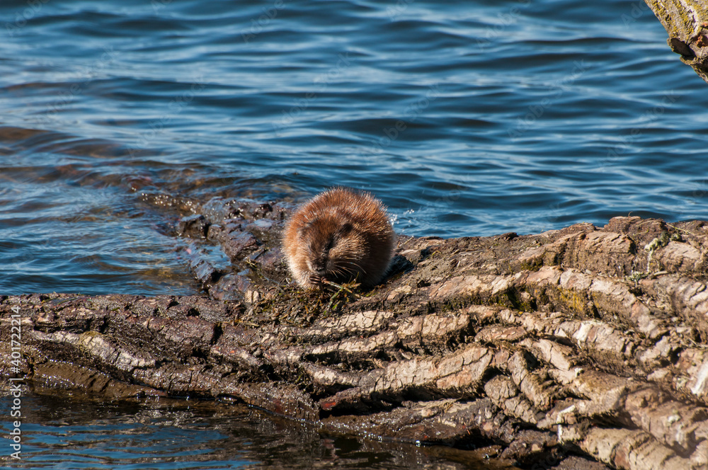 Muskrat feeding on vegetation from the lake. Muskrat feeding on vegetation from the lake.