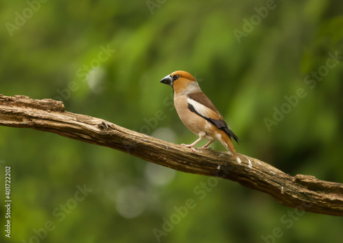 Fotomurale A closeup shot of a hawfinch perched on a branch