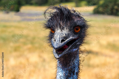 Fotografie, Tablou Emu Bird Close-Up Portrait