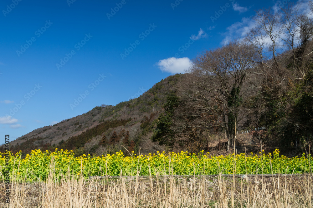 Obraz premium 早咲きの菜の花と青空