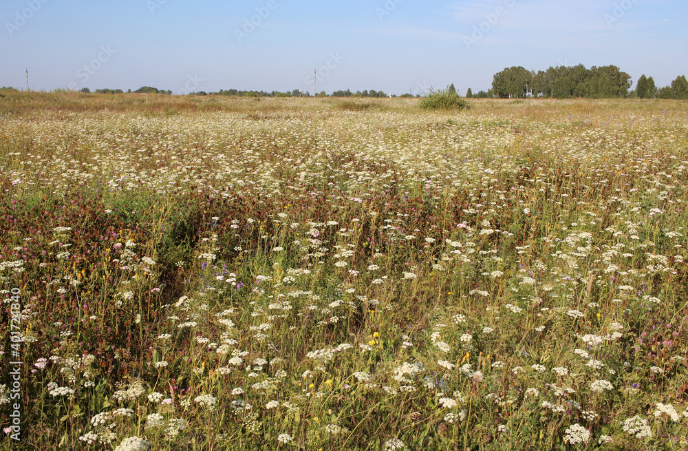 Fototapeta premium glade with green grass and meadow flowers in nature in summer