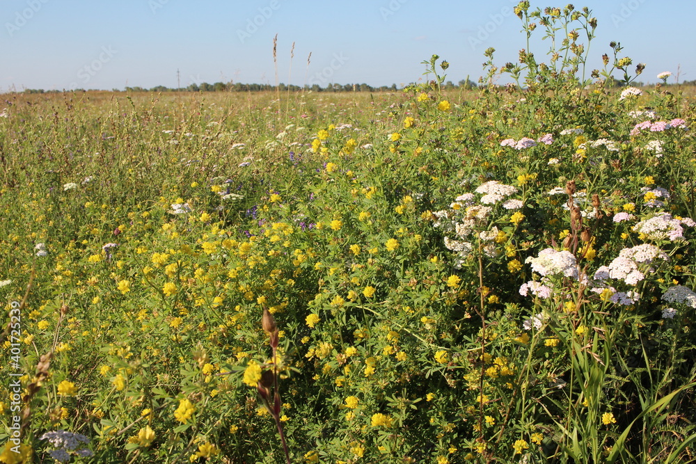 Obraz premium glade with green grass and meadow flowers in nature in summer